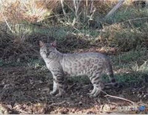   Magnifiques chatons Bengals LOOF petit prix 