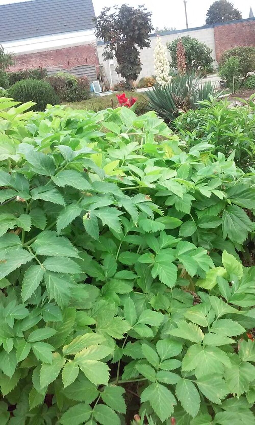 ANGELIQUE2023 : racines,graines, tiges,feuilles &agrave; confire Jardin