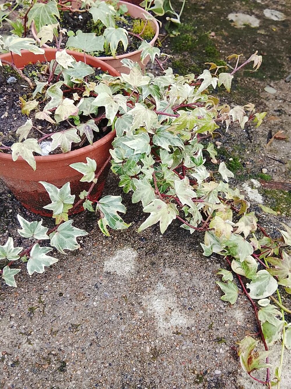 Plantes ornementales et vivaces. Jardin