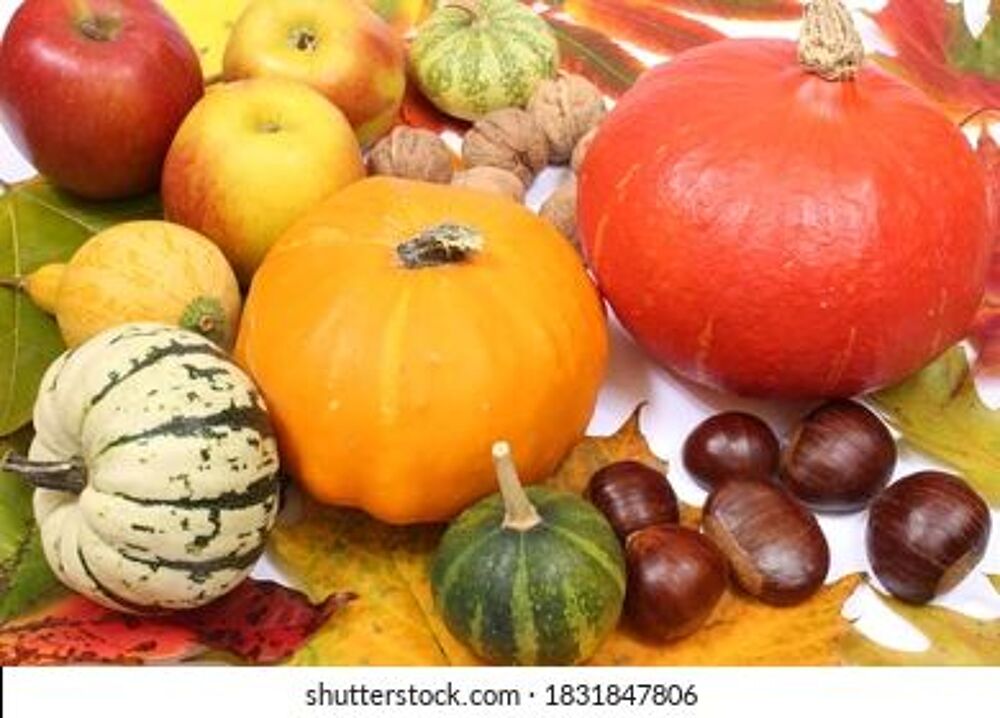 coloquintes de mon jardin Cuisine