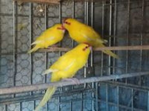   Kakariki 