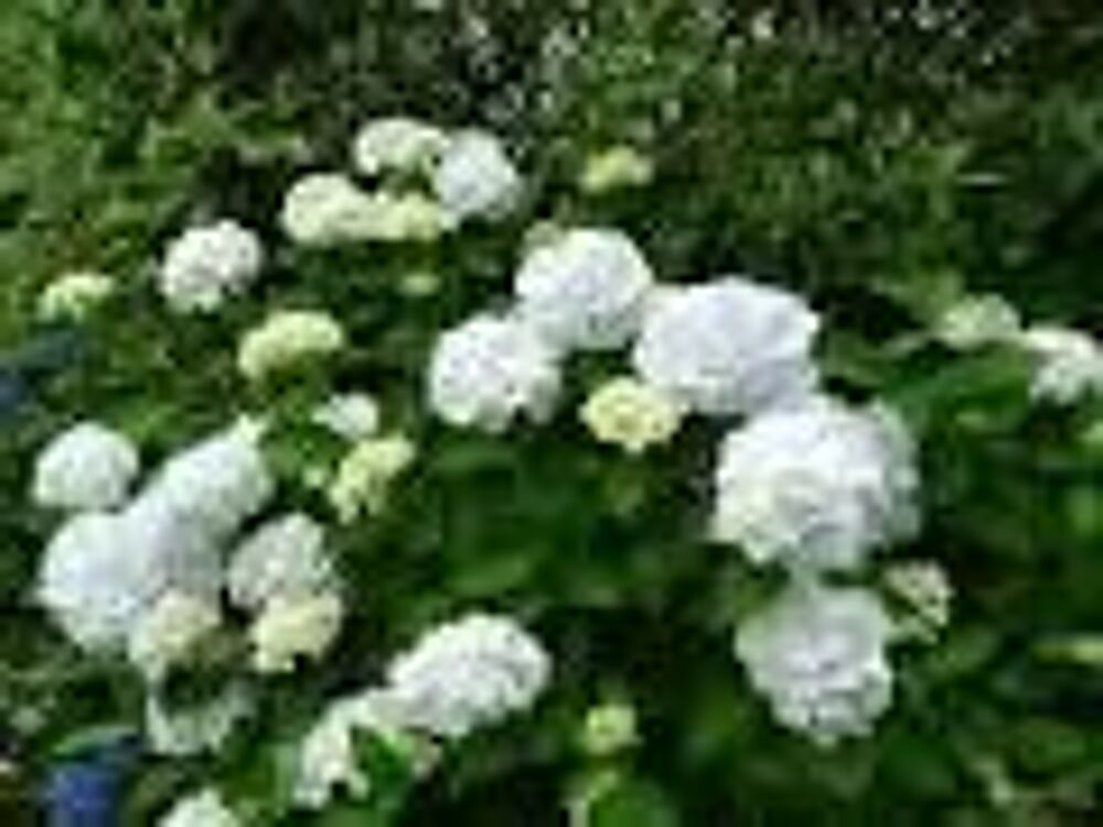 2 plants ou bulbes d'hortensia blanc
Jardin