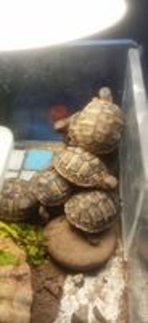   Bébés tortues Hermann  