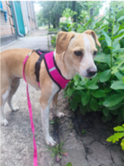   A L'ADOPTION DINA 