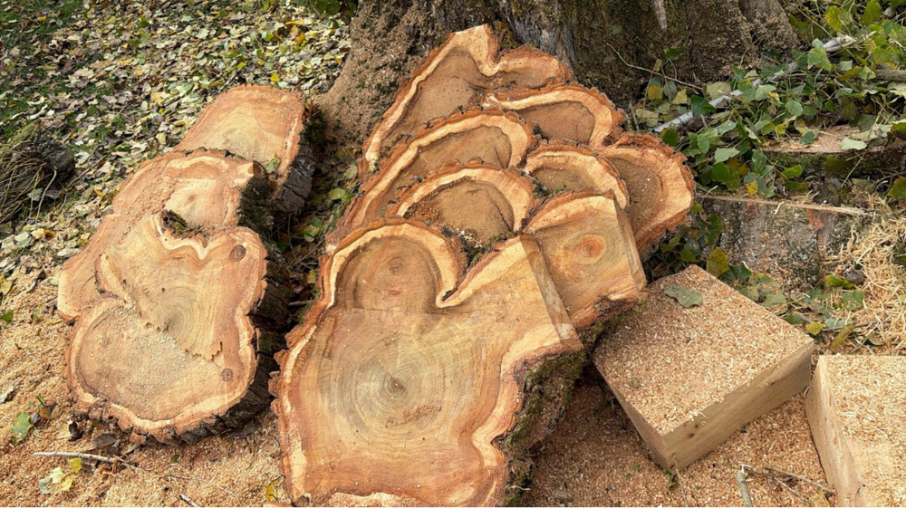 grandes rondelles bois brut, tranches de bois massif Jardin