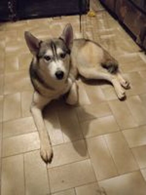   husky femelle 