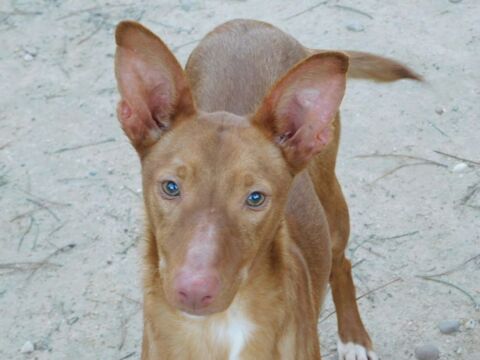 DUVET petit podenco d'1 an &agrave; aimer 315 24140 Douville