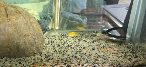 donne 6  poissons cichlid&eacute;s 0 73310 Ontex