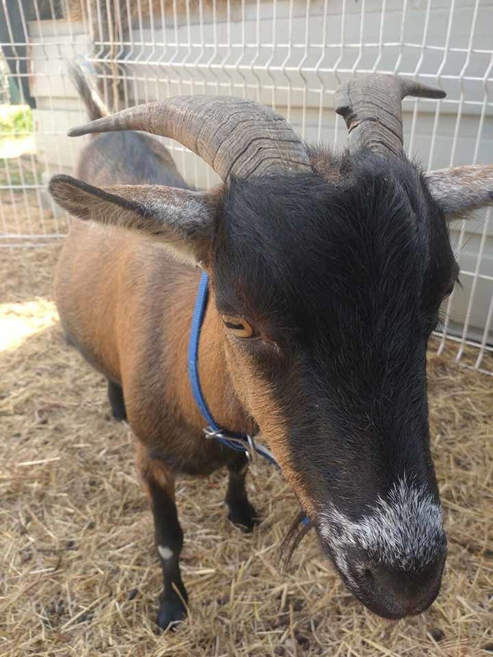   BILLYX, magnifique bouc nain  l'adoption 