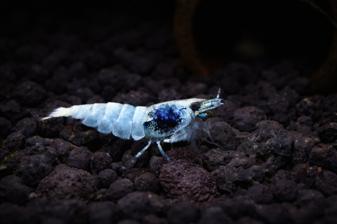 Crevettes pour aquarium d'eau douce 1 95130 Franconville