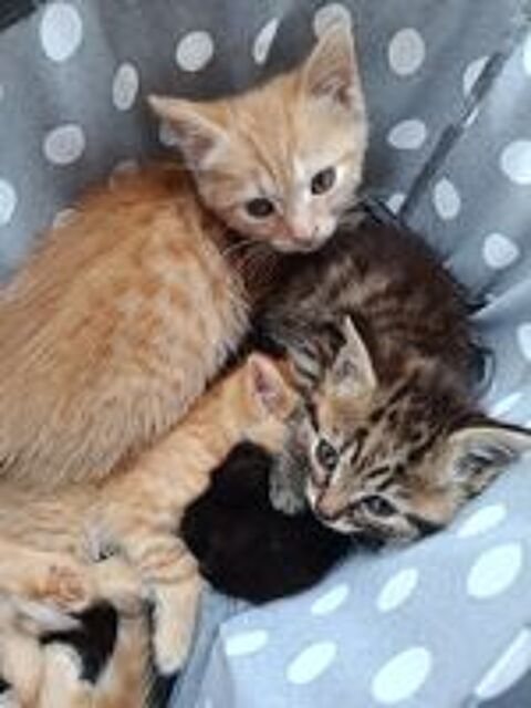   Chatons à adopter 
