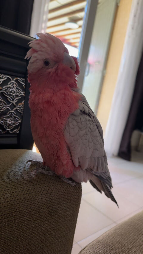 Recherche Rosalbin m&acirc;le pour cong&eacute;n&egrave;re 0 13210 Saint-rémy-de-provence