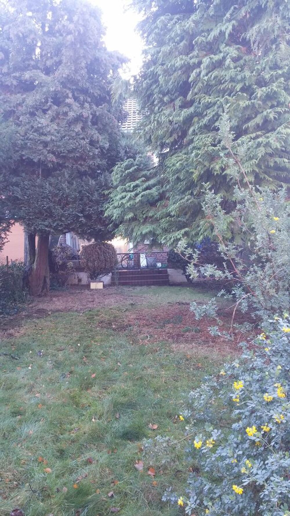 donne 2 sapins 9 m pour chauffage,&agrave; abattre Jardin