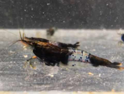   CREVETTES RILI CARBONE 