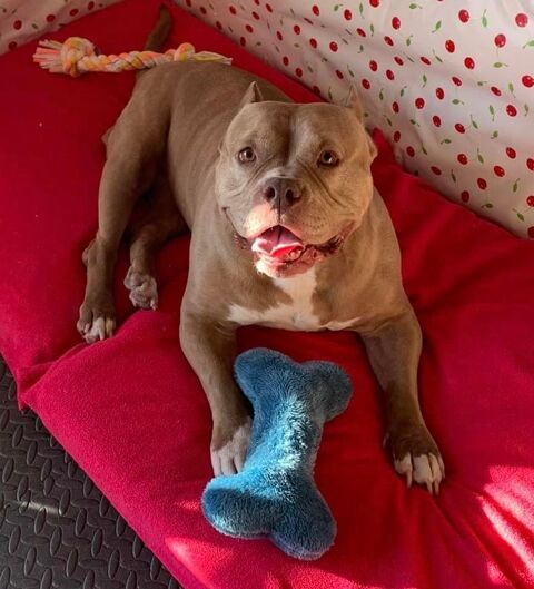 MISS MARYLINE, adorable American Bully à l'adoption 0 44690 Maisdon-sur-svre