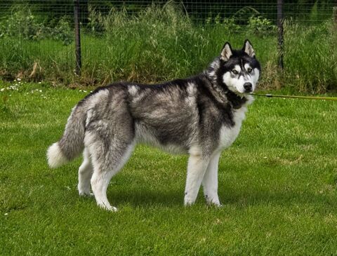 BOJKA husky 4 ans 280 59300 Valenciennes