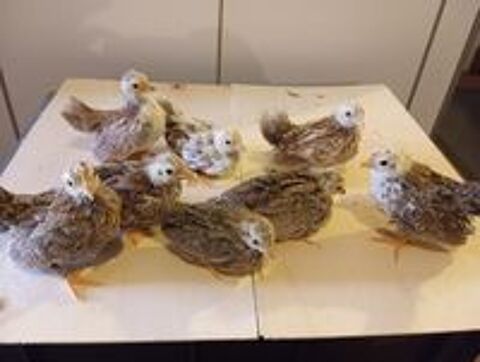   Poules naines Seramas  