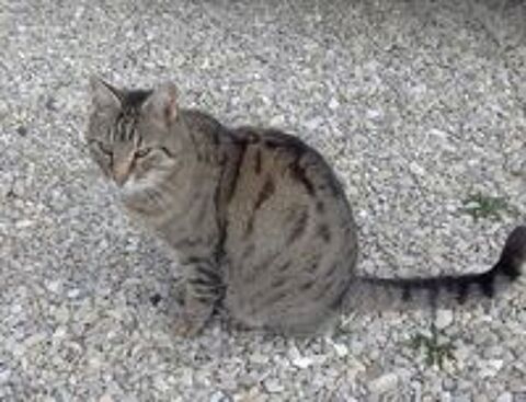   Chat TONKA � l adoption 