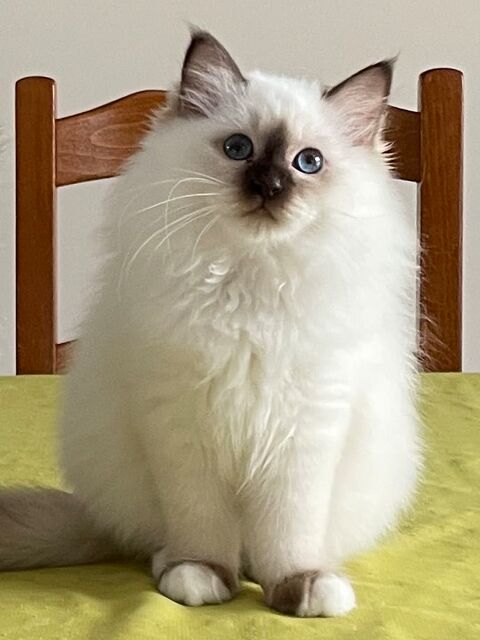 Adorable chaton mle sacr de Birmanie ! 38510 Arandon