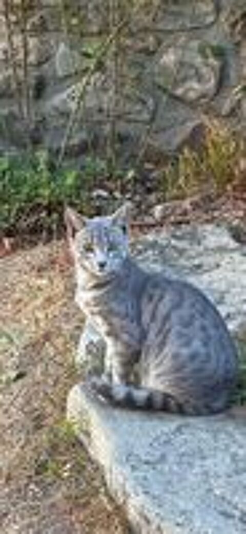   Association place chatons sous contrat 