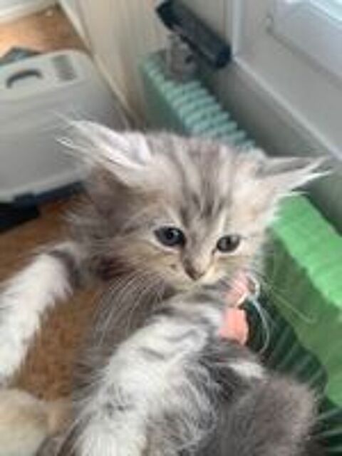   Chatons croisés sibérien/persan à réserver 