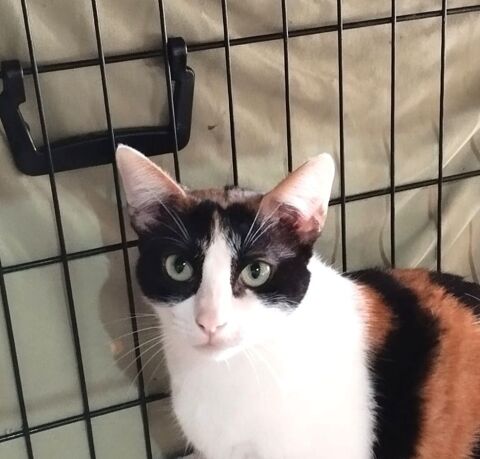 ROMA 220 95610 ragny