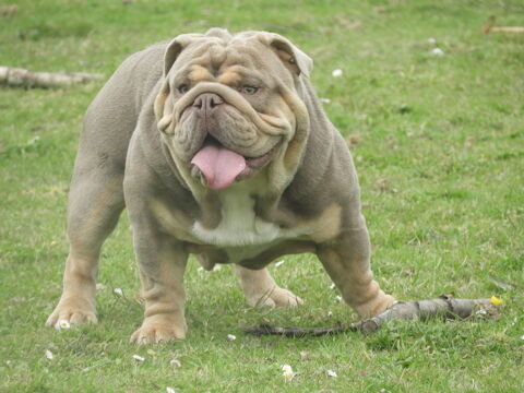 Chiot bulldog anglais exotique  1800 35600 Redon