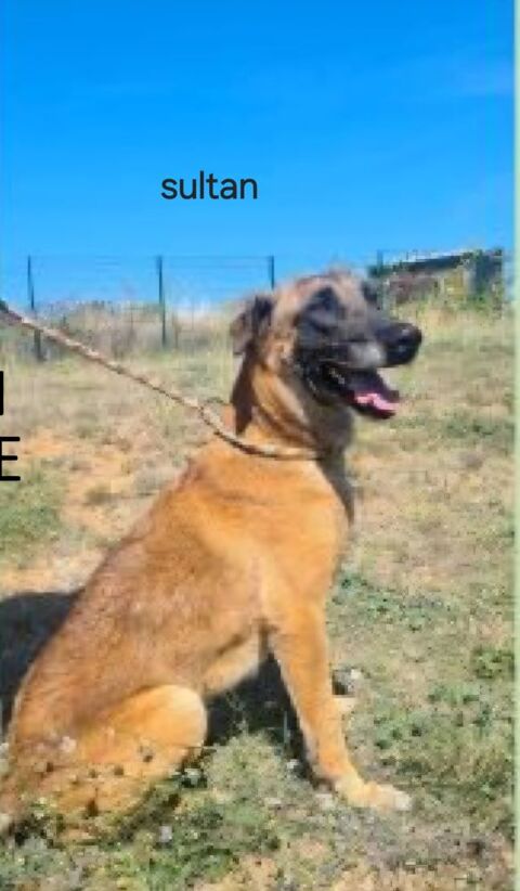 SULTAN, malinois 8 ans 0 34000 Montpellier