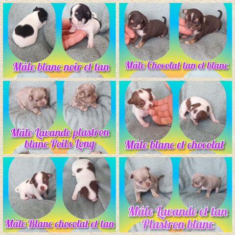 Chiot chihuahua poil court et long  950 27140 Gisors