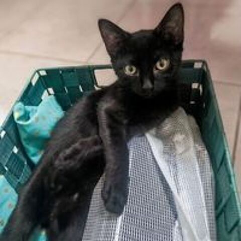   STELLA 