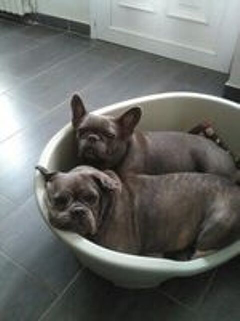   Famille d'accueil pour chiens ( pension ) 
