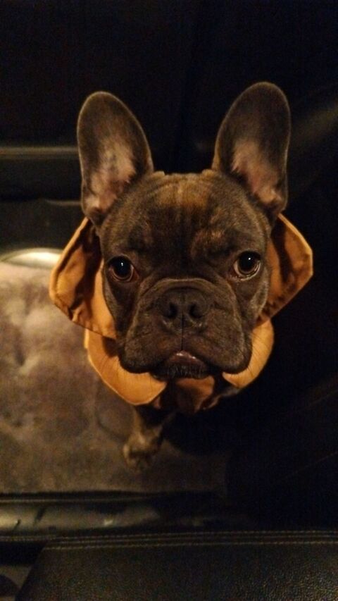 Saillie Bouledogue francais 180 21120 Til-chtel