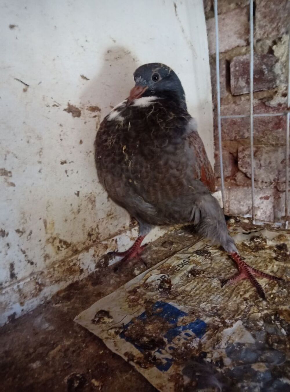   Pigeons cauchois et sottobanca  
