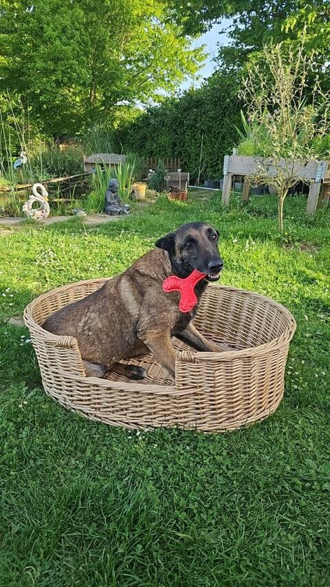 panier grande taille pour chien 50 Chapelle-Voland (39)