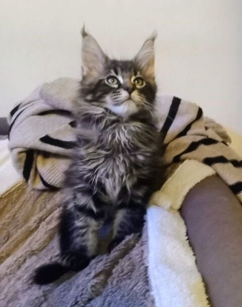 Chatons iMaine Coon Non LOOF Polydactyles/Standards 1000 77300 Fontainebleau