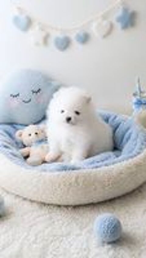   Magnifique mâle spitz blanc pure  