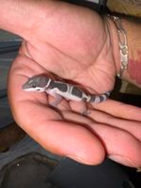   2 Gecko Léopard mà ¢les 2026 