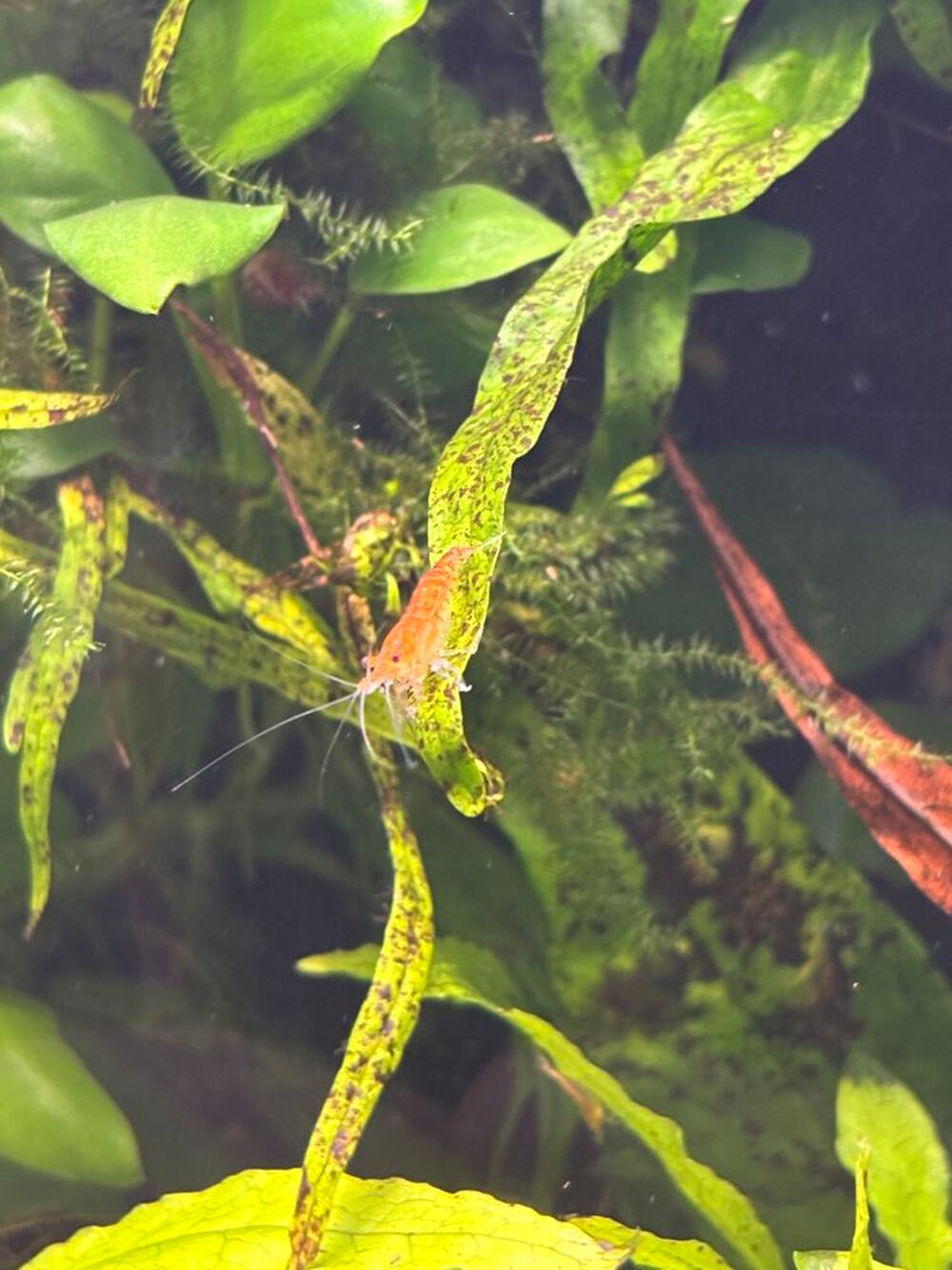   Crevettes  