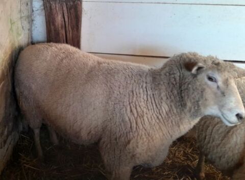 Belier, mouton male 200 62550 Pernes