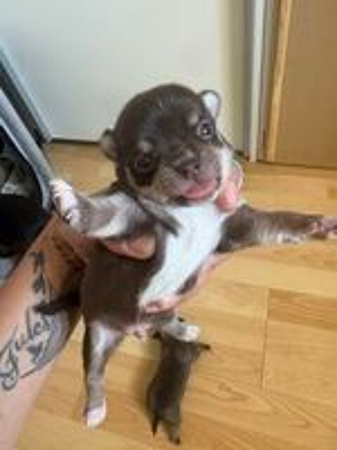   Chiot chihuahua 
