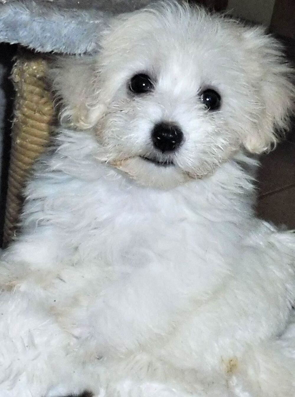   ADORABLE Chiot BICHON MALTAIS 