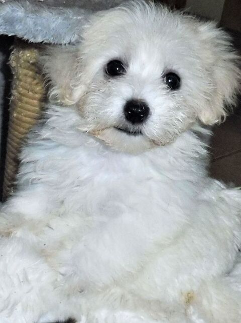 ADORABLE Chiot BICHON MALTAIS 1100 82000 Montauban