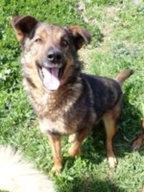   Baps à l'adoption 