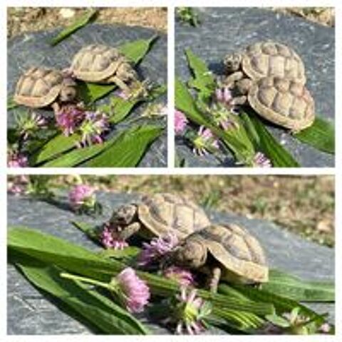   Tortue de Terre - Testudo Marginata 