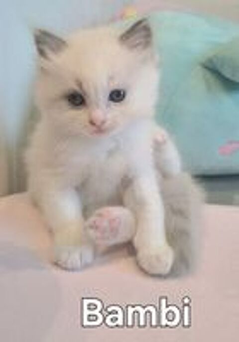   Adorables chatonnes Ragdoll a réserver 