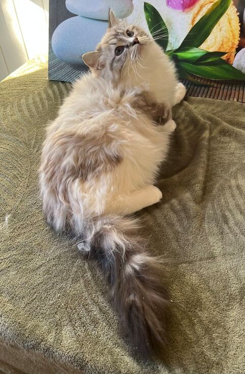 &Agrave; vendre ragdoll  1000 33000 Bordeaux