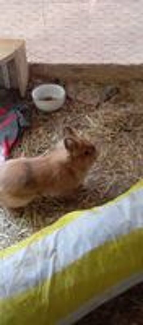   Donne lapin nain 