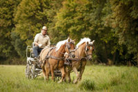    paire de   haflinger    