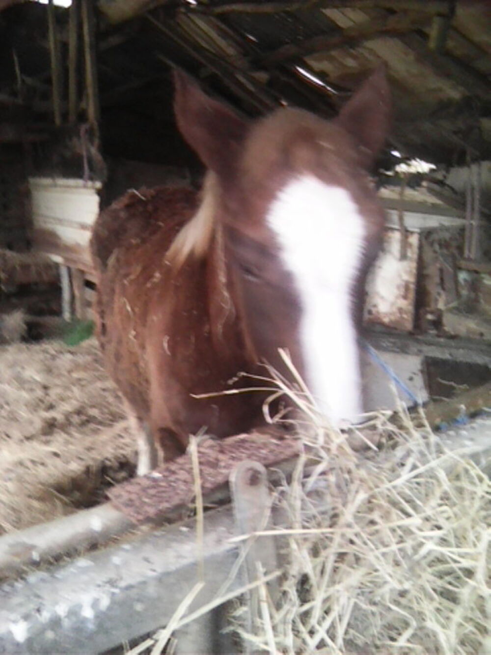   GENTILLE POLICHE TRAIT BRETON 2 ANS 
