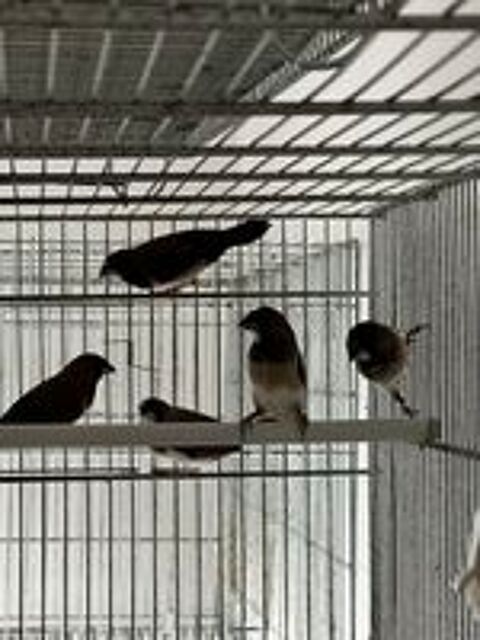   moineau du japon  